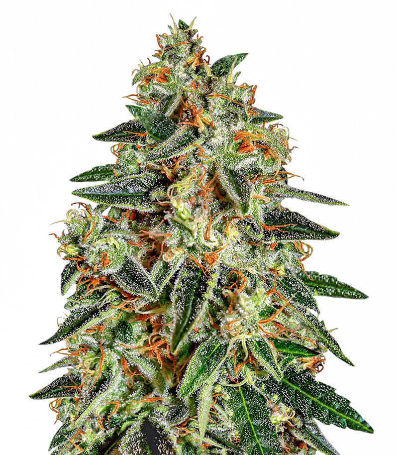 Runtz x Layer Cake feminized seeds (Barney's Farm)