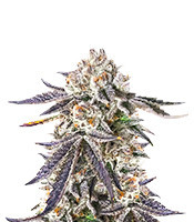 Sour MAC F1 Feminized Seeds (Seedkeepers)