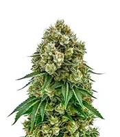 Cheese Auto Seeds