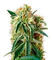 Graines de cannabis Damn Sour (GHS)