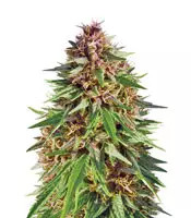 ErdPurt feminized seeds