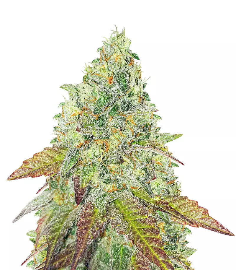 Grandaddy Purple Fast Version Feminized Seeds (Herbies Seeds USA)