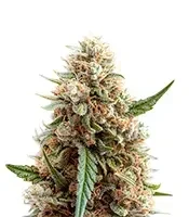 Highcloudz Seeds