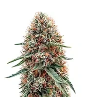 Northern Lights XL Auto feminized seeds