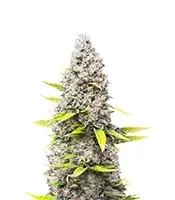 OG Kush Seeds (Herbies Seeds)