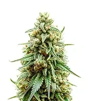 Strawberry Cough Auto Seeds