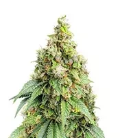 Sweet Zombie (Expert Seeds)