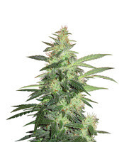 Buddha Red Dwarf Auto regular (Buddha Seeds) Cannabis-Samen