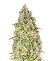 Graines de cannabis Skunk 47 (Advanced Seeds)