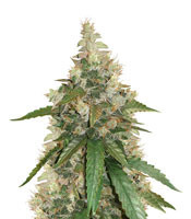 Super Skunk feminized seeds (Seedstockers)