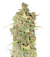 Graines de cannabis White Widow (Seedstockers)