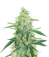 Sementes Feminizadas de Apple Strudel Auto (Fast Buds)