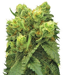 Big Bud feminized seeds (Nirvana Seeds)