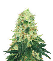 Semillas feminizadas Fruit Punch (Heavyweight Seeds)