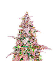 Mazar x Blueberry (Herbies Seeds)