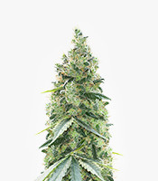 Northern Light (Kera Seeds)