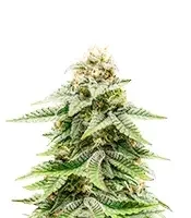 1-800-Cinderella-99 Autoflower เมล็ดพันธุ์สตรี (Seedkeepers)
