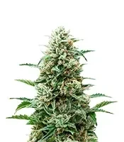 Graines de cannabis Auto Northern Lights CBD (Pyramid Seeds)