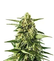 Semi di Jack Herer Auto femminizzati (Green House Seeds)
