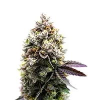 Kyle’s Sweet Island Seeds