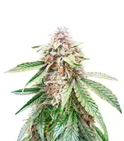 Lemon Kush Seeds (Herbies Seeds)