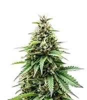 Orange Sherbet FF Seeds