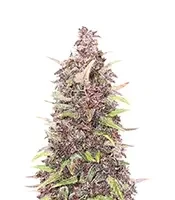 Purple Punch Seeds (Herbies Seeds)