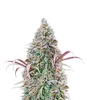 Rosetta Stone Feminized Seeds (Brothers Grimm Seeds)