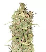 White Widow feminized seeds (Seedstockers)