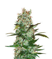 Dutch Haze feminized seeds