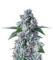 Graines de cannabis Miss USA (DNA Genetics)