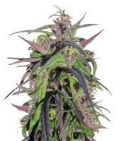 Graines de cannabis Oldtimer's Haze regular (Ace Seeds)