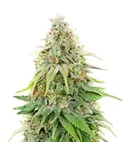 Amnesia Seeds