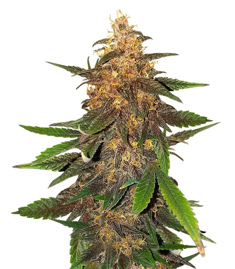 Blackberry Moonrocks Auto Seeds (AlphaFem Seeds)