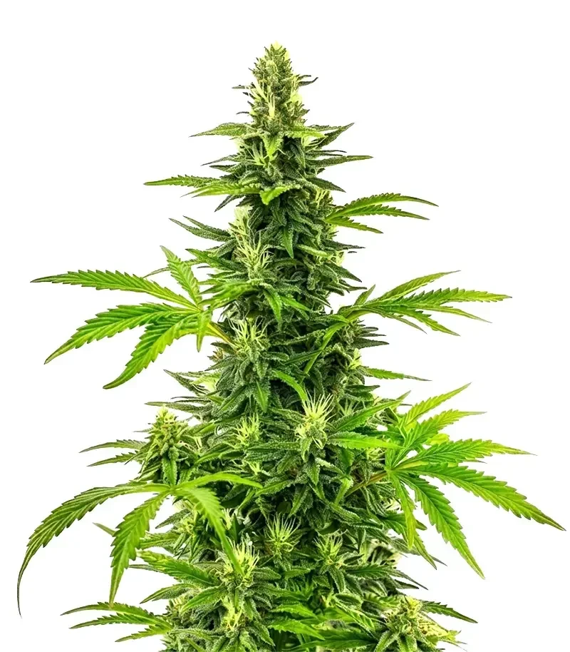 Bruce Banner Fast Seeds