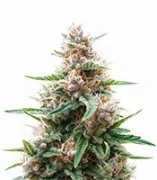 Critical Lights (Expert Seeds) feminized seeds