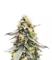 Northern Lights #10 Feminized Seeds (Herbies Seeds USA)