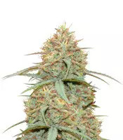Original Auto Cheese feminized seeds