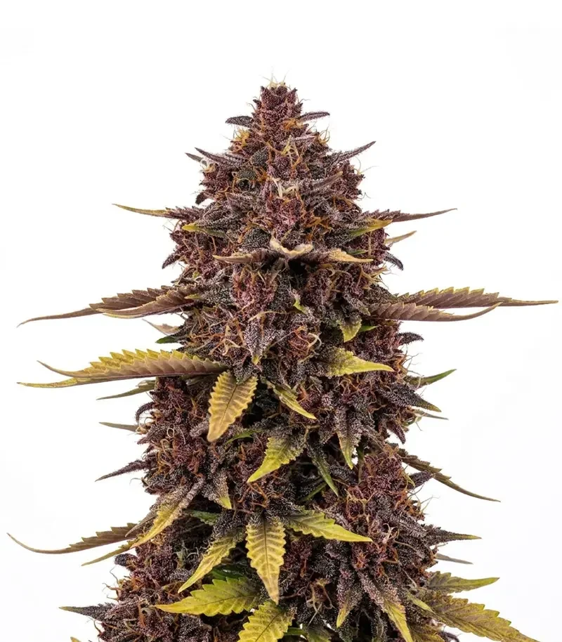 Purple Lemonade Auto RF3 Seeds (Fast Buds)
