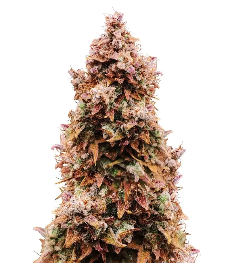 Totally Alpha OG Auto Seeds (AlphaFem Seeds)