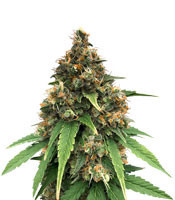 Amsterdam Mist feminized seeds