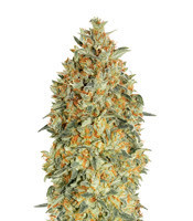 Auto Gorilla Blue (Advanced Seeds) Cannabis-Samen