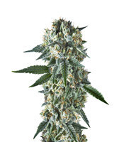 BatGum (Hero Seeds) Cannabis-Samen