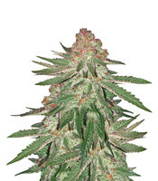 Big Bud XXL (Ministry Of Cannabis)