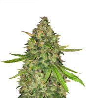 Graines de cannabis Gorilla Z (Big Head Seeds)