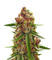 Killer Queen XX feminized seeds