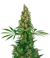 Sensi #140 (Sensi Seeds) Cannabis-Samen
