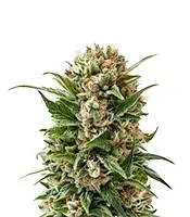 Auto Purple Diesel feminized seeds