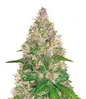 BlackBerry Autoflower Seeds