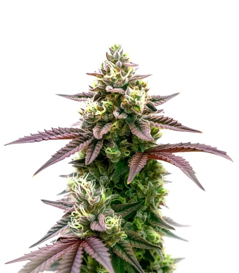 Sementes Feminizadas de Blue Forest Berry (Growers Choice)